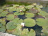 A COMME ABBAYE DE SILVACANE - 