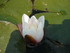 A COMME ABBAYE DE SILVACANE - 