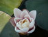 A COMME ABBAYE DE SILVACANE - 