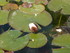 A COMME ABBAYE DE SILVACANE - 