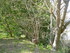 A COMME ABBAYE DE SILVACANE (4