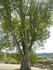 A COMME ABBAYE DE SILVACANE (4