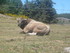P COMME PARC AUX LOUPS DE SAIN