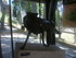 P COMME PARC AUX LOUPS DE SAIN