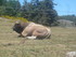 P COMME PARC AUX LOUPS DE SAIN
