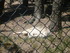 P COMME PARC AUX LOUPS DE SAIN