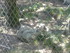 P COMME PARC AUX LOUPS DE SAIN