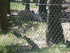 P COMME PARC AUX LOUPS DE SAIN