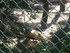 P COMME PARC AUX LOUPS DE SAIN