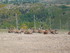 P COMME PARC AUX LOUPS DE SAIN
