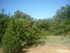 A COMME APT - VAUCLUSE - FRANC