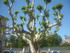 A COMME APT(2) - VAUCLUSE - FR