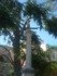 A COMME APT(3) - VAUCLUSE - FR