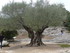 L COMME LE PONT DU GARD - GARD
