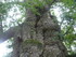 P COMME PAIMPONT - ILE ET VILA