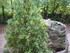 T COMME LE TOMBEAU DE MERLIN -