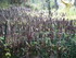F COMME FONTAINE DE BARENTON -