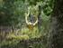 F COMME FONTAINE DE BARENTON -