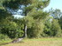 C COMME CARNAC (2) - MORBIHAN 