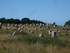C COMME CARNAC (2) - MORBIHAN 