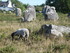 C COMME CARNAC (2) - MORBIHAN 