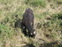 C COMME CARNAC (2) - MORBIHAN 