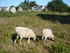 C COMME CARNAC (2) - MORBIHAN 