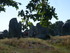 C COMME CARNAC (2) - MORBIHAN 