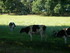 C COMME CARNAC (3) - MORBIHAN 
