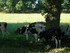 C COMME CARNAC (3) - MORBIHAN 