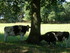 C COMME CARNAC (3) - MORBIHAN 