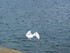 L COMME LARMOR BADEN - MORBIHA