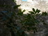 R COMME ROQUEMARTINE (2), EYGU