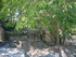 G COMME GLANUM (2) - ST REMY D