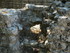 G COMME GLANUM (2) - ST REMY D