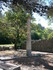 G COMME GLANUM (3) - ST REMY D