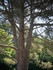 G COMME GLANUM (3) - ST REMY D