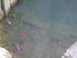 G COMME GLANUM (4) - ST REMY D