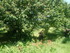 R COMME REMOULINS (4) - GARD -