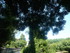 R COMME REMOULINS (4) - GARD -