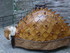 T COMME TARASCON (12) - BOUCHE