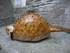 T COMME TARASCON (12) - BOUCHE