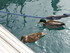 P COMME PORT DE BOUC (3) - BOU