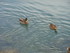P COMME PORT DE BOUC (3) - BOU