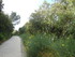A COMME ABBAYE DE SAINT ROMAN,