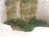 A COMME ABBAYE DE SAINT ROMAN 