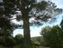 A COMME ABBAYE DE SAINT ROMAN 