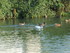 M COMME MARANS - CHARENTE MARI