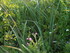 M COMME MARANS (2) - CHARENTE 