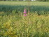 M COMME MARANS (2) - CHARENTE 